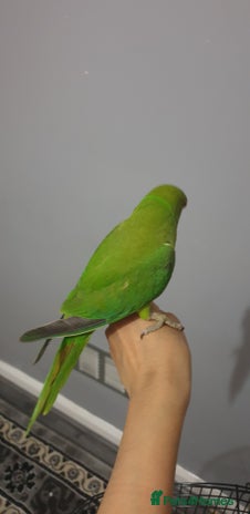 Ringnecks birds in Edgware - Advert 1