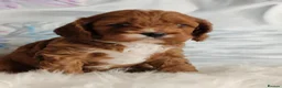 Cavapoo dogs for sale:  Beautiful Cavapoo  - Advert 13