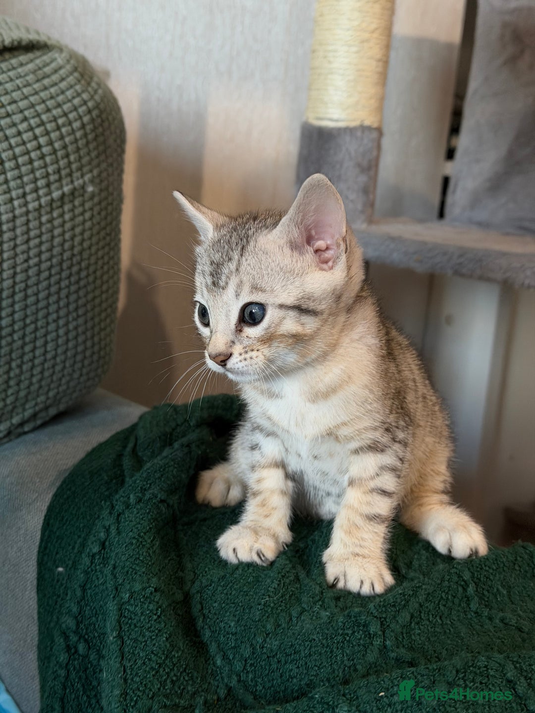 Bengal cats for sale: Bengal kitten. ONLY 2 left - Advert 11