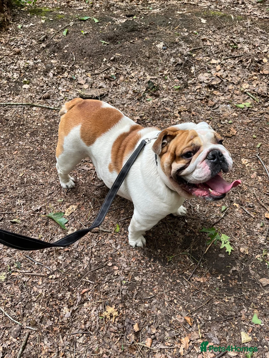English Bulldog dogs for sale: Rehoming a stunning healthy Myeisha bulldog - Advert 2