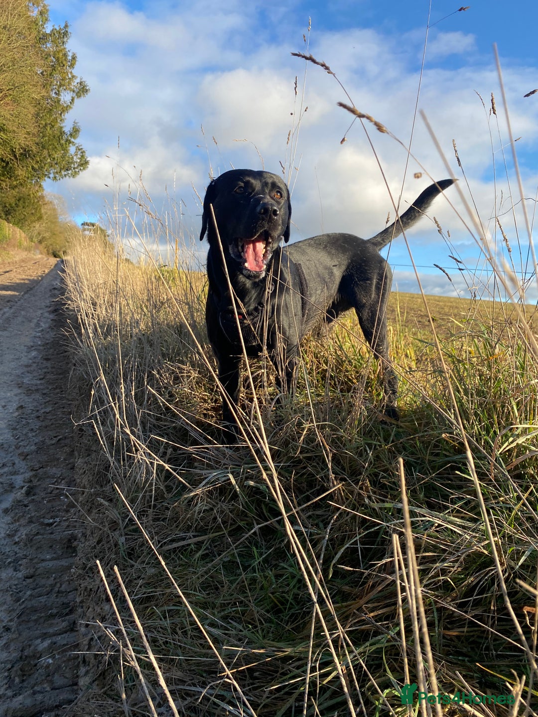Labrador Retriever dogs for stud: Health Checked Beautiful Stud Labrador - Advert 2