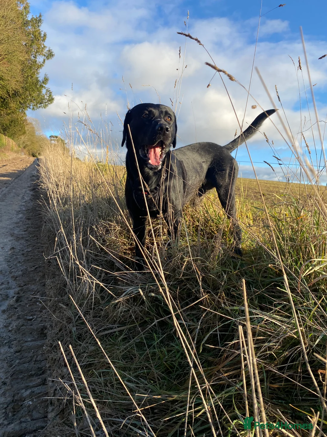 Labrador Retriever dogs for stud: RKC Health Checked Beautiful Stud Labrador - Advert 2