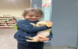 Golden Retriever dogs for sale: KC, Extensively health tested goldens boy and girl - Image 5