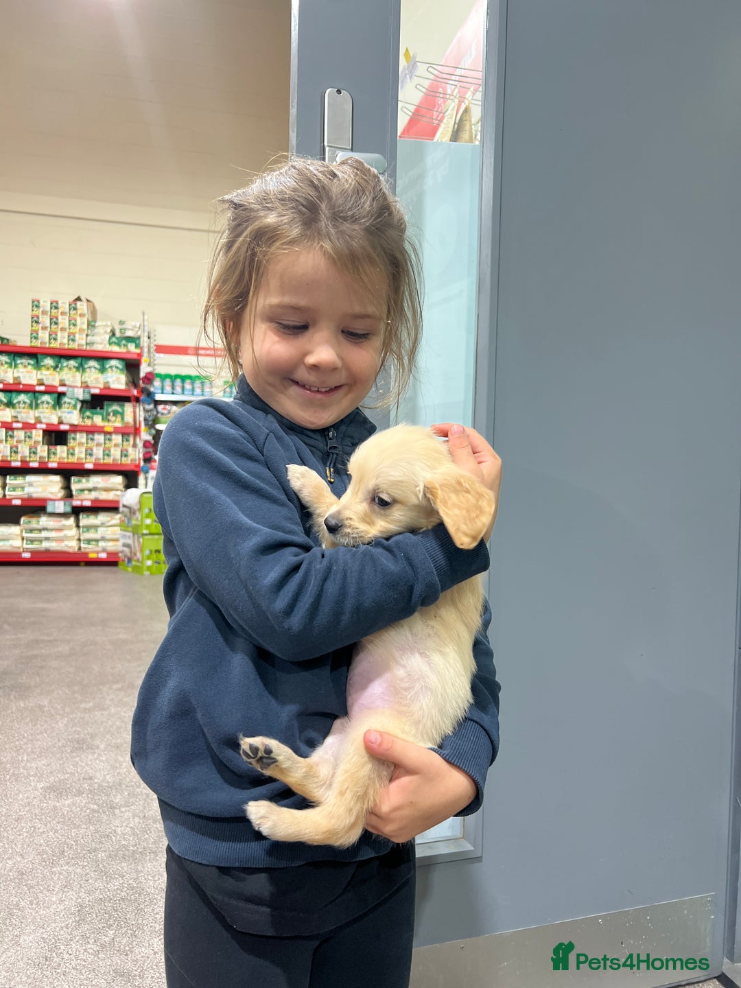 Golden Retriever dogs for sale: KC, Extensively health tested goldens boy and girl - Image 5