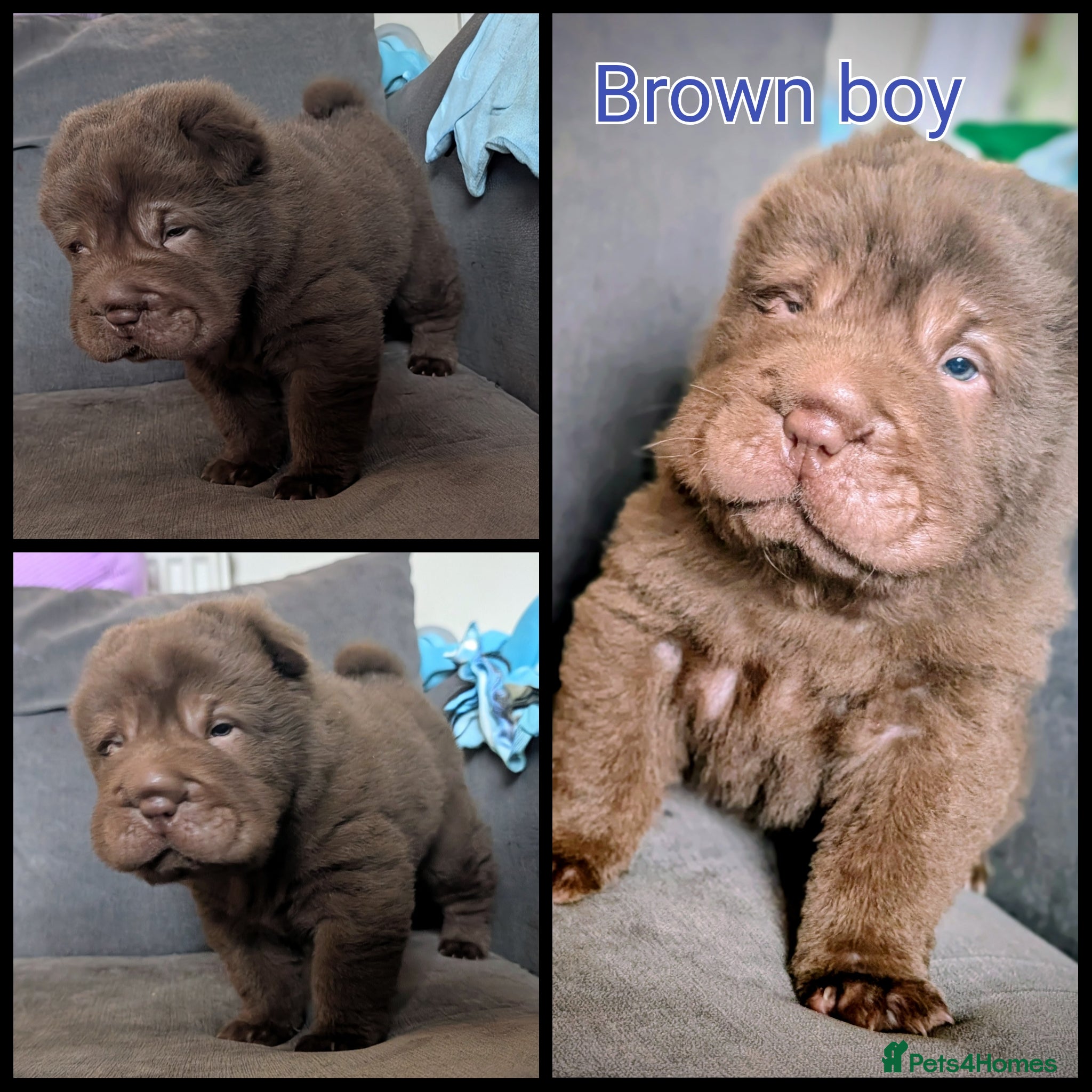 Shar Pei dogs Only 2 chocolate shar pei puppies available  - Advert 2