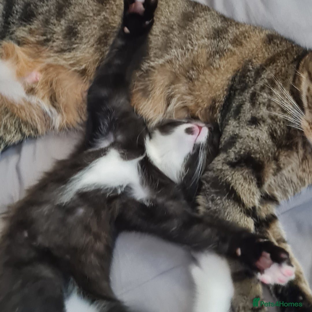 Mixed Breed cats for sale: 2 Beautiful little Boy kittens tabby & black white - Image 18