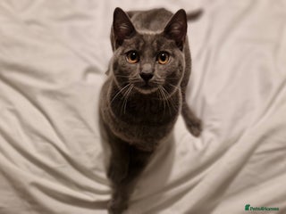 Chartreux cats Male Chartreux kitten - Advert 2