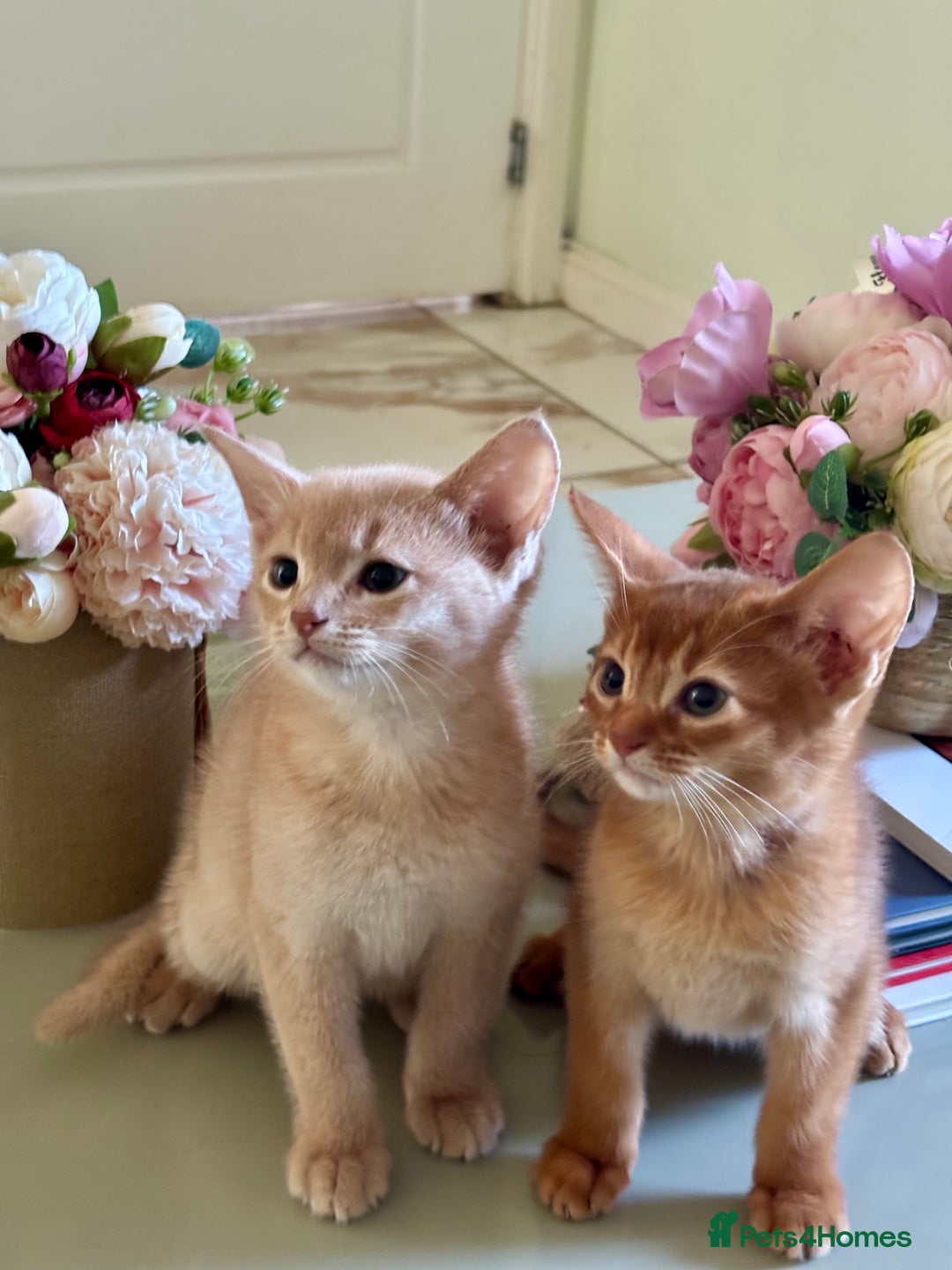 Abyssinian cats for sale: Pure pedigree Tica registered Abyssinian kittens  - Advert 4