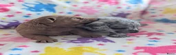 Labradoodle dogs for sale: Gorgeous Little labradoodle Boy Ready Soon - Advert 8