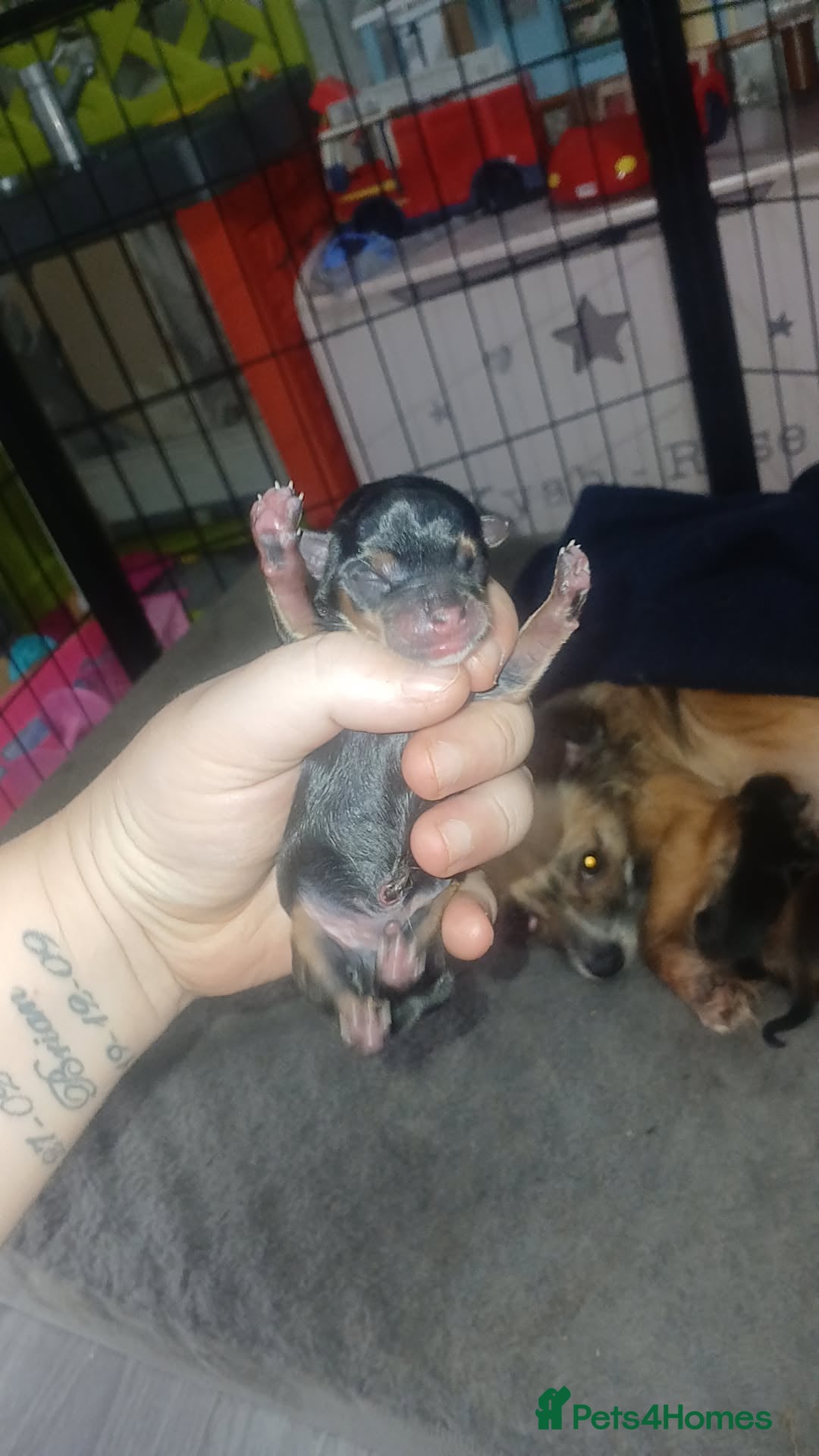 Chorkie dogs for sale: Chihuahua/yourkshire terrier pups - Image 3