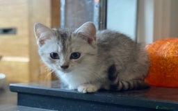 Mixed Breed cats for sale: Mixed breed silver tabby boys/ tabby & white girl - Image 10