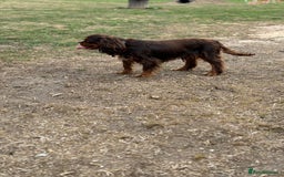 Cavalier King Charles Spaniel dogs for stud: THE BEST Looking CHOCOLATE🍫🐶 CAVALIER STUD - Image 5