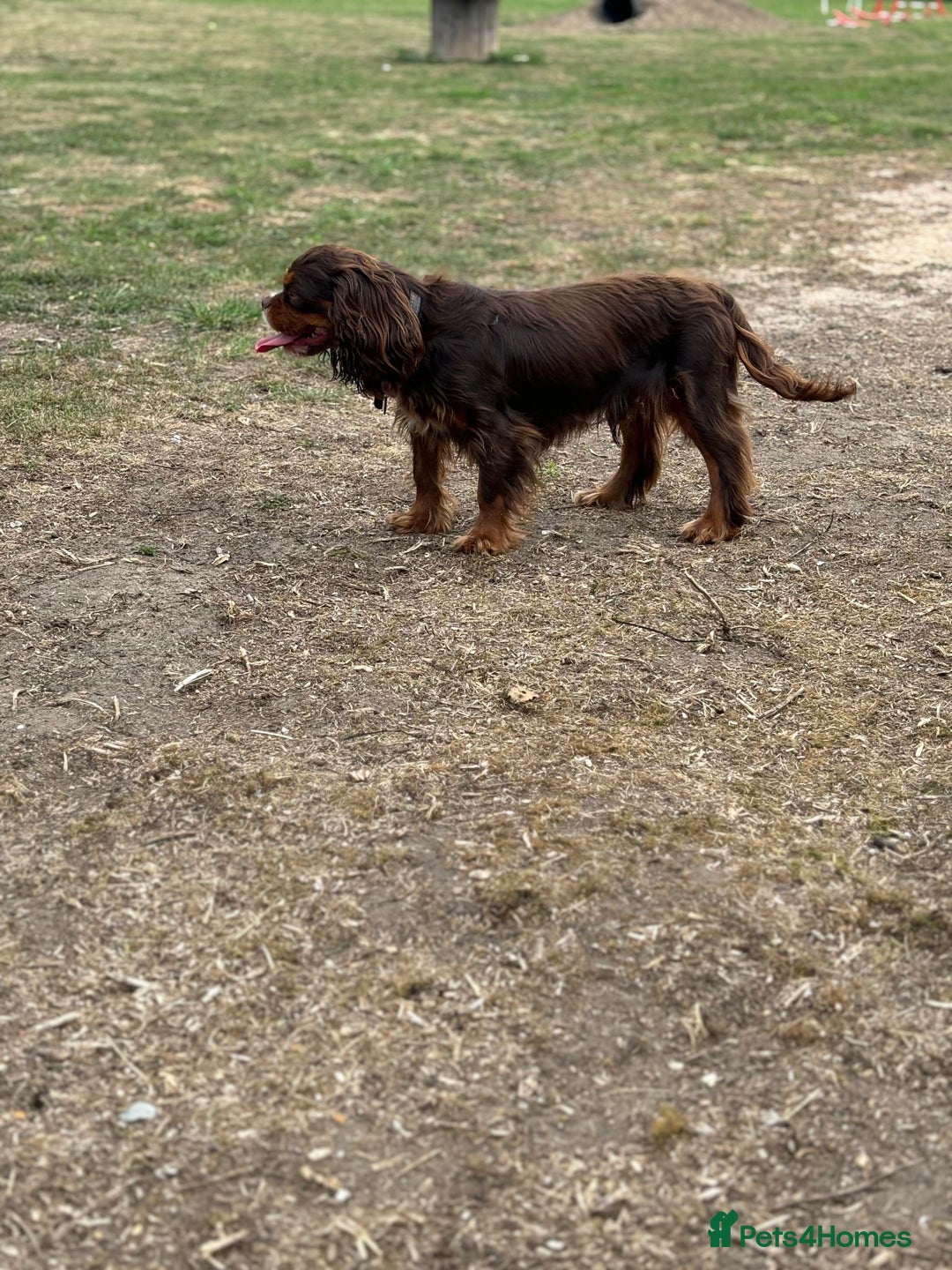 Cavalier King Charles Spaniel dogs for stud: THE BEST Looking CHOCOLATE🍫🐶 CAVALIER STUD - Image 5