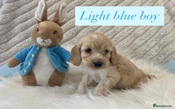 Cockapoo dogs for sale: Beautiful Cockapoo puppies🐶 - Image 11
