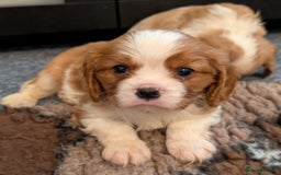 Cavalier King Charles Spaniel dogs for sale: KC Health Tested Cavalier King Charles Spaniels - Image 12