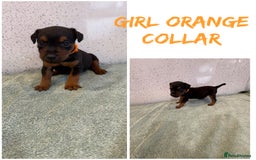 Lakeland Terrier dogs for sale: Lakeland terrier puppies  - Image 4
