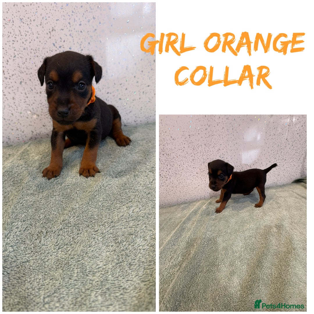 Lakeland Terrier dogs for sale: Lakeland terrier puppies  - Image 4