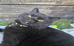 British Shorthair cats for sale: Black British Shorthair  in Sowerby Bridge - Image 14