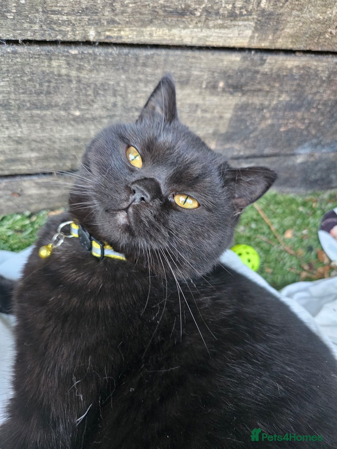 British Shorthair cats for sale: Black British Shorthair  in Sowerby Bridge - Image 14