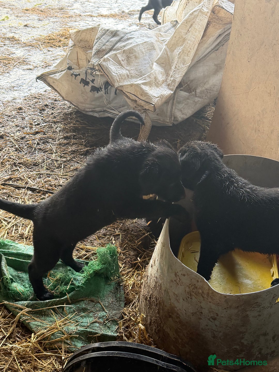 Mixed Breed dogs for sale: Collie cross puppies - Advert 3