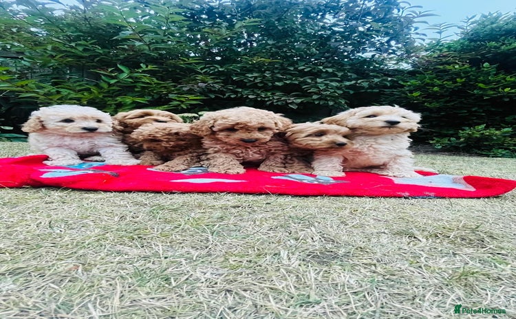 Labradoodle dogs - Advert 6
