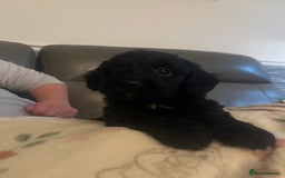 Cockapoo dogs for sale: 5 beautiful F1 cockerpoos  - Image 22
