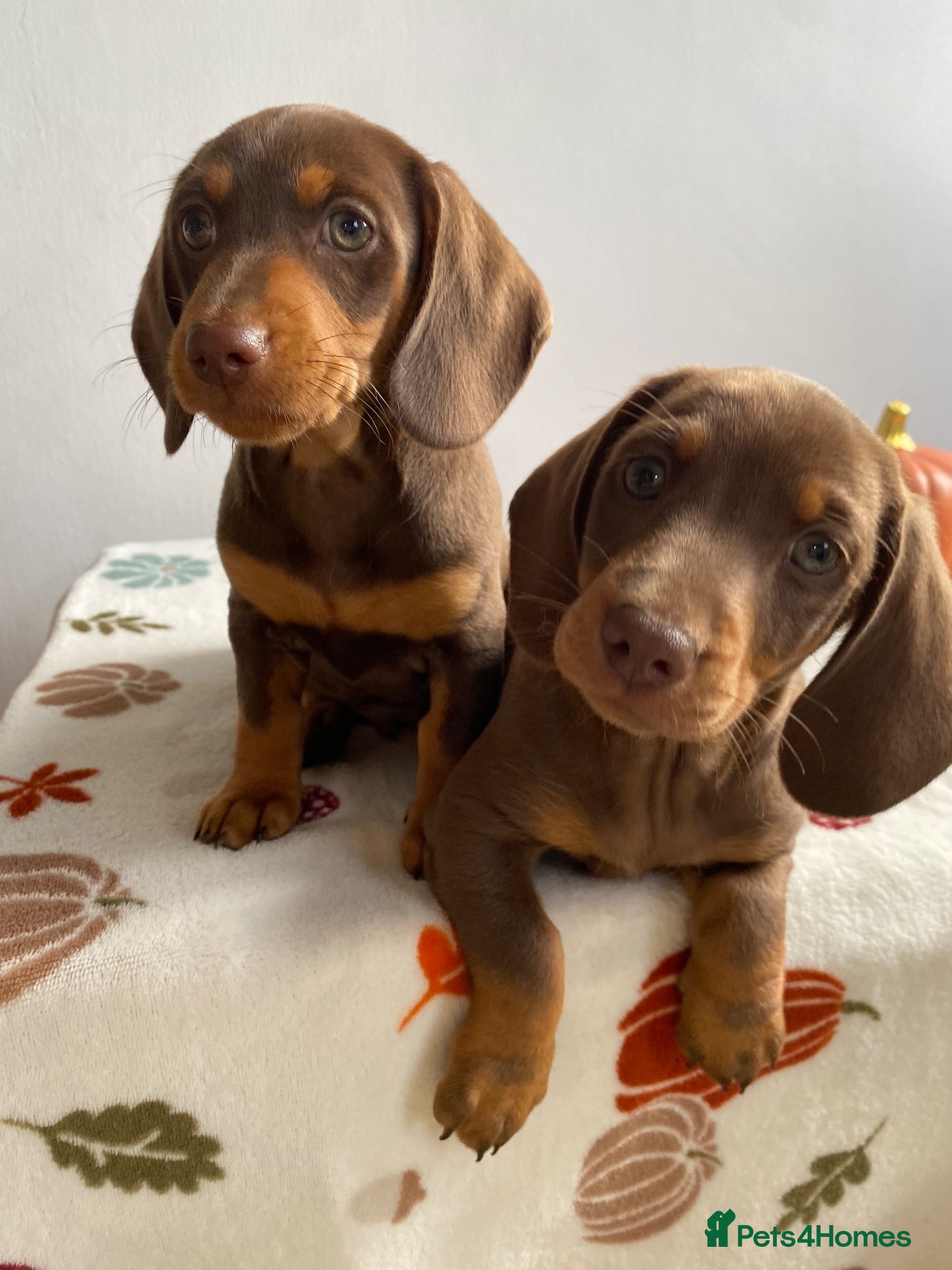 Miniature Dachshund dogs Miniature dachshund  - Advert 2