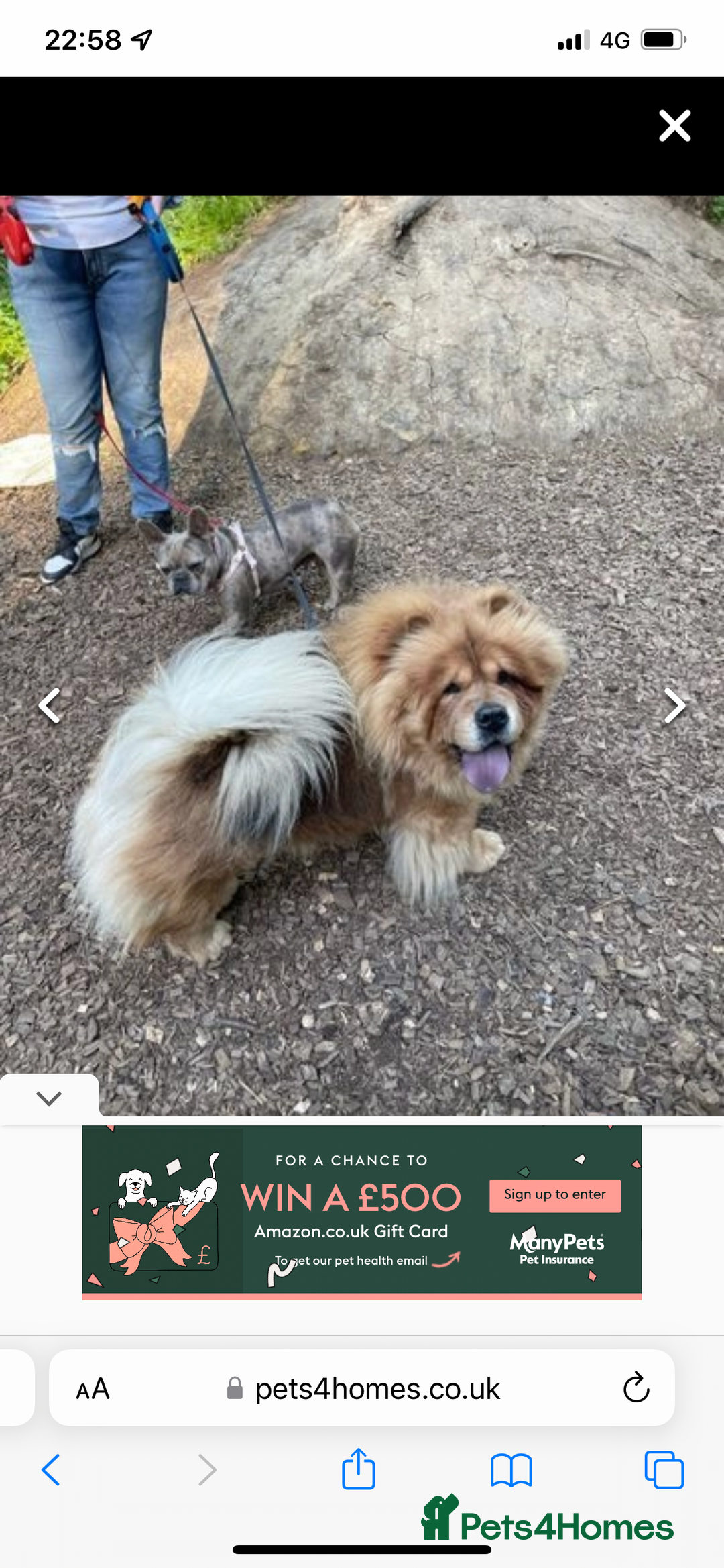 Chow Chow dogs for sale: beautiful chow male - Advert 8