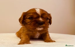 Cavalier King Charles Spaniel dogs for sale: Stunning KC Cavalier King Charles Spaniel Puppies. - Image 12