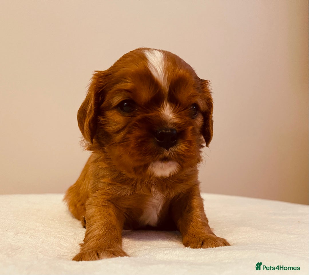 Cavalier King Charles Spaniel dogs for sale: Stunning KC Cavalier King Charles Spaniel Puppies. - Image 12
