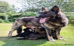 German Shepherd dogs for sale: ❤️KC HEALTH TESTED PARENTS ❤️ - Image 2