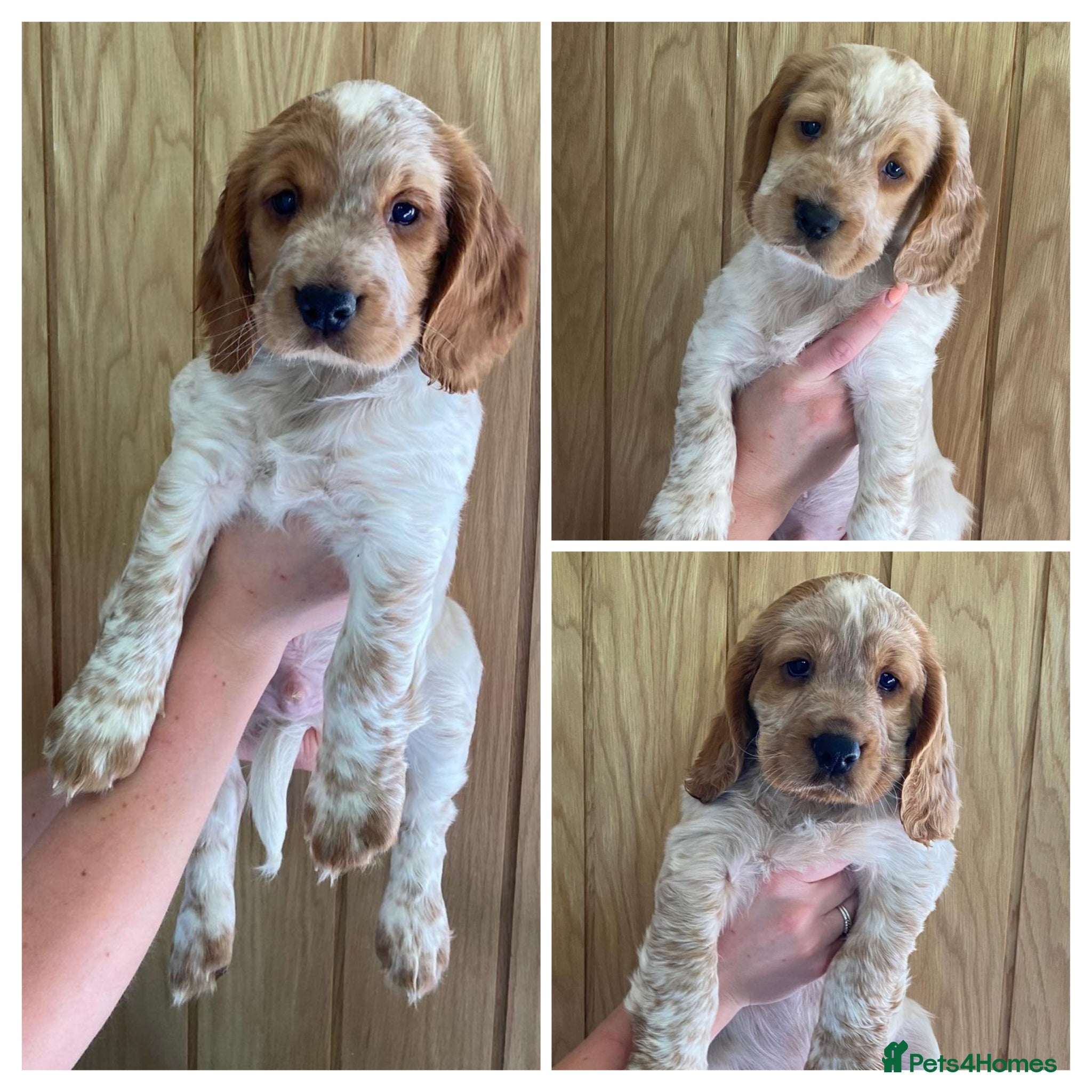 Cocker Spaniel dogs Working Cocker Spaniel Puppies (3 BOYS) - Advert 4
