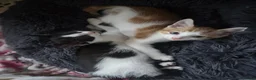 Mixed Breed cats for sale: 7 beautiful kittens  - Advert 9