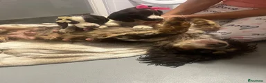 Cocker Spaniel 6