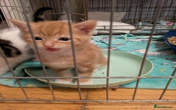 Mixed Breed cats for sale: Mixed breed maine coon  - Image 15