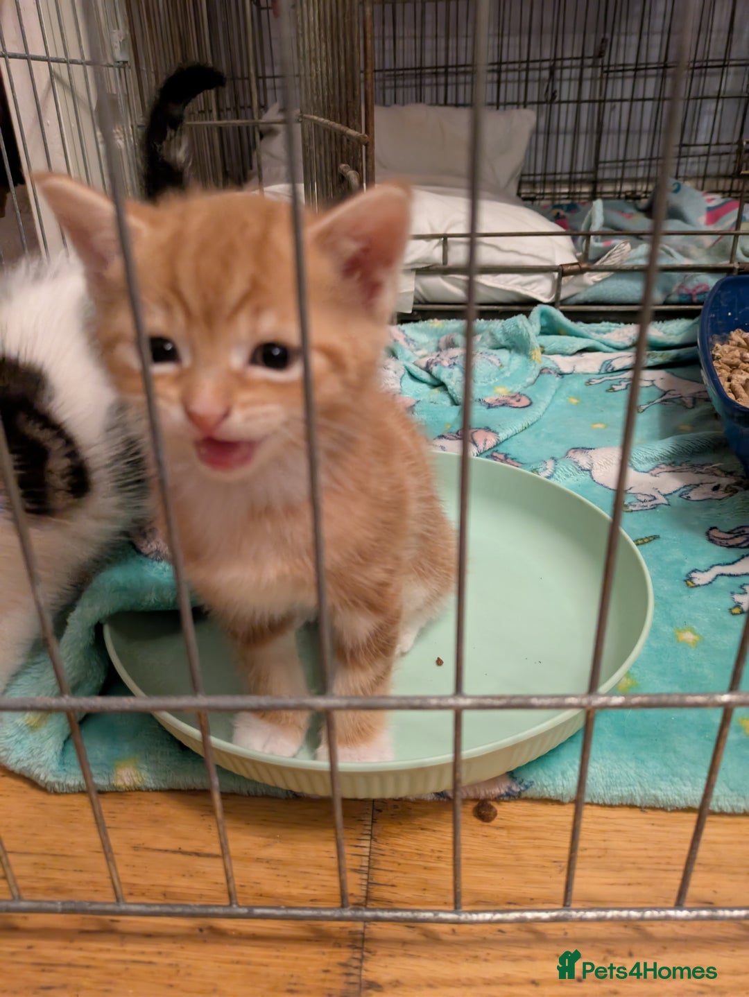 Mixed Breed cats for sale: Mixed breed maine coon  - Image 15