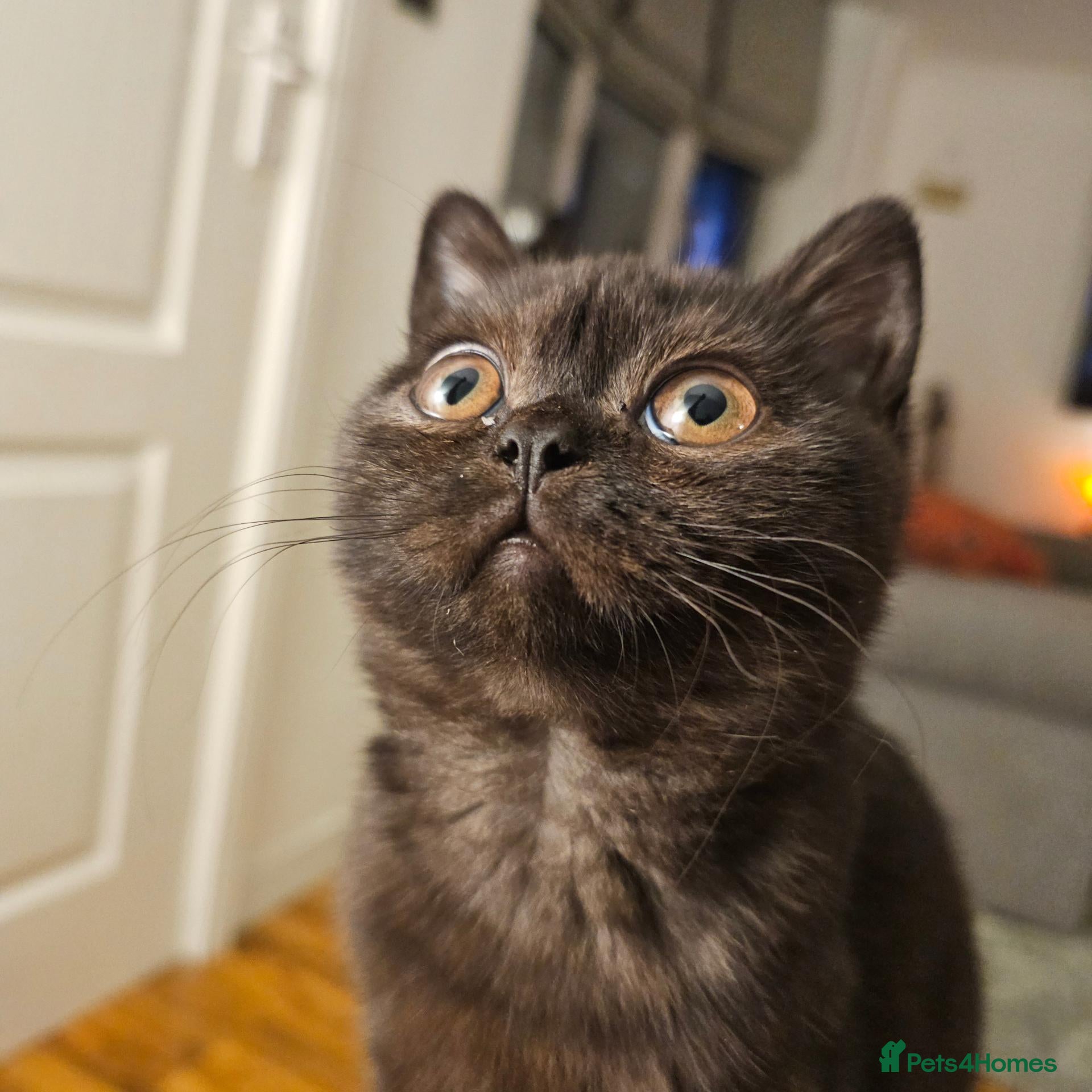 British Shorthair cats for sale: GCCF ready to leave British Shorthair - Advert 2