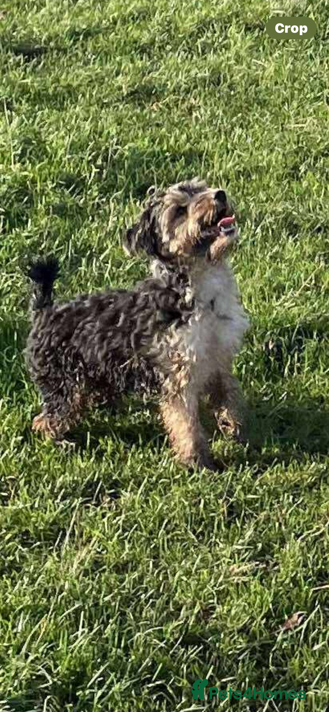 Mixed Breed dogs for sale: Jack russle x - Advert 1