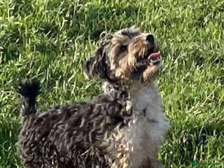 Mixed Breed dogs Jack russle x - Advert 3