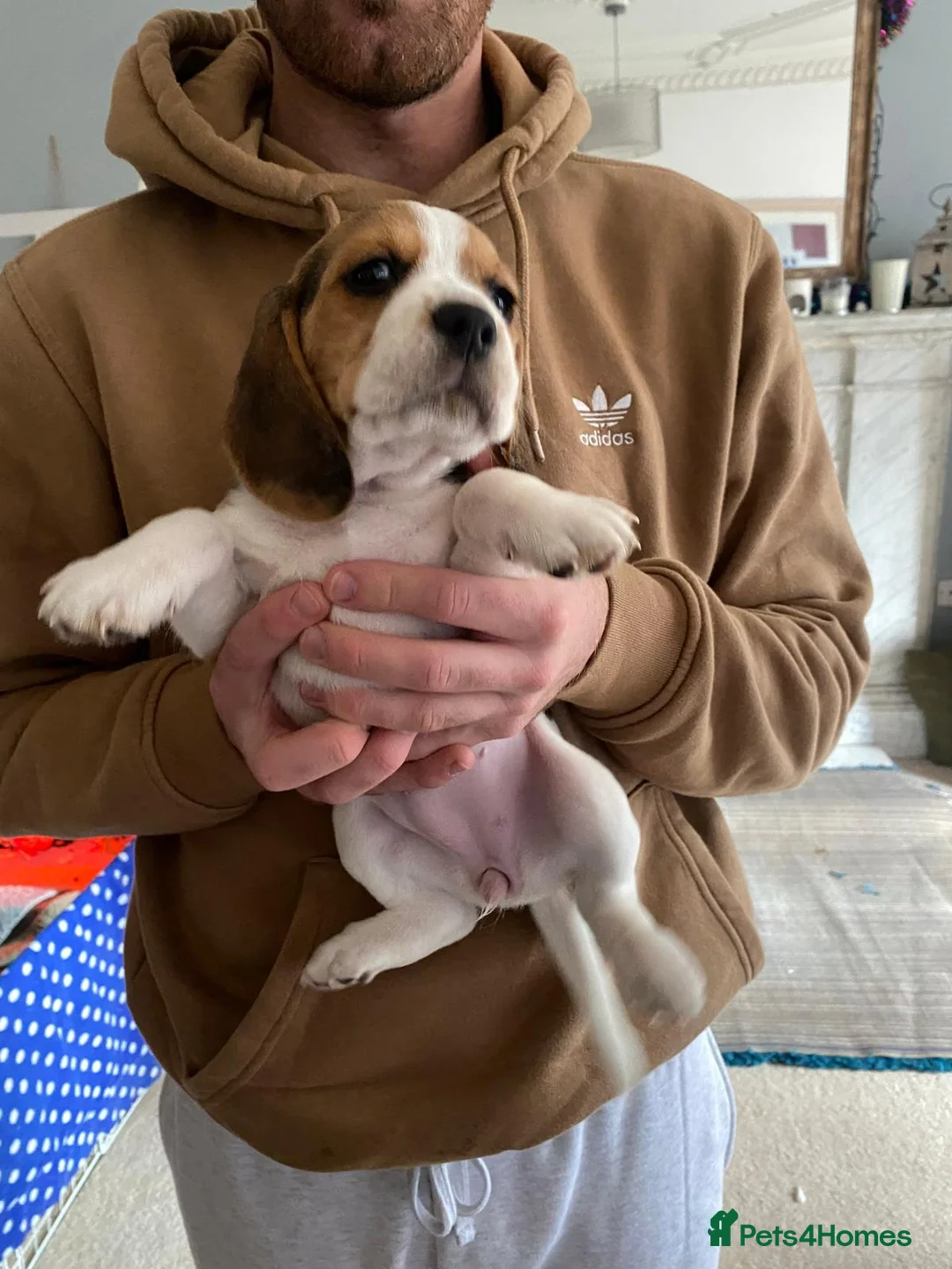 Beagle dogs for sale: Beautiful home reared chunky beagle pups - Advert 19