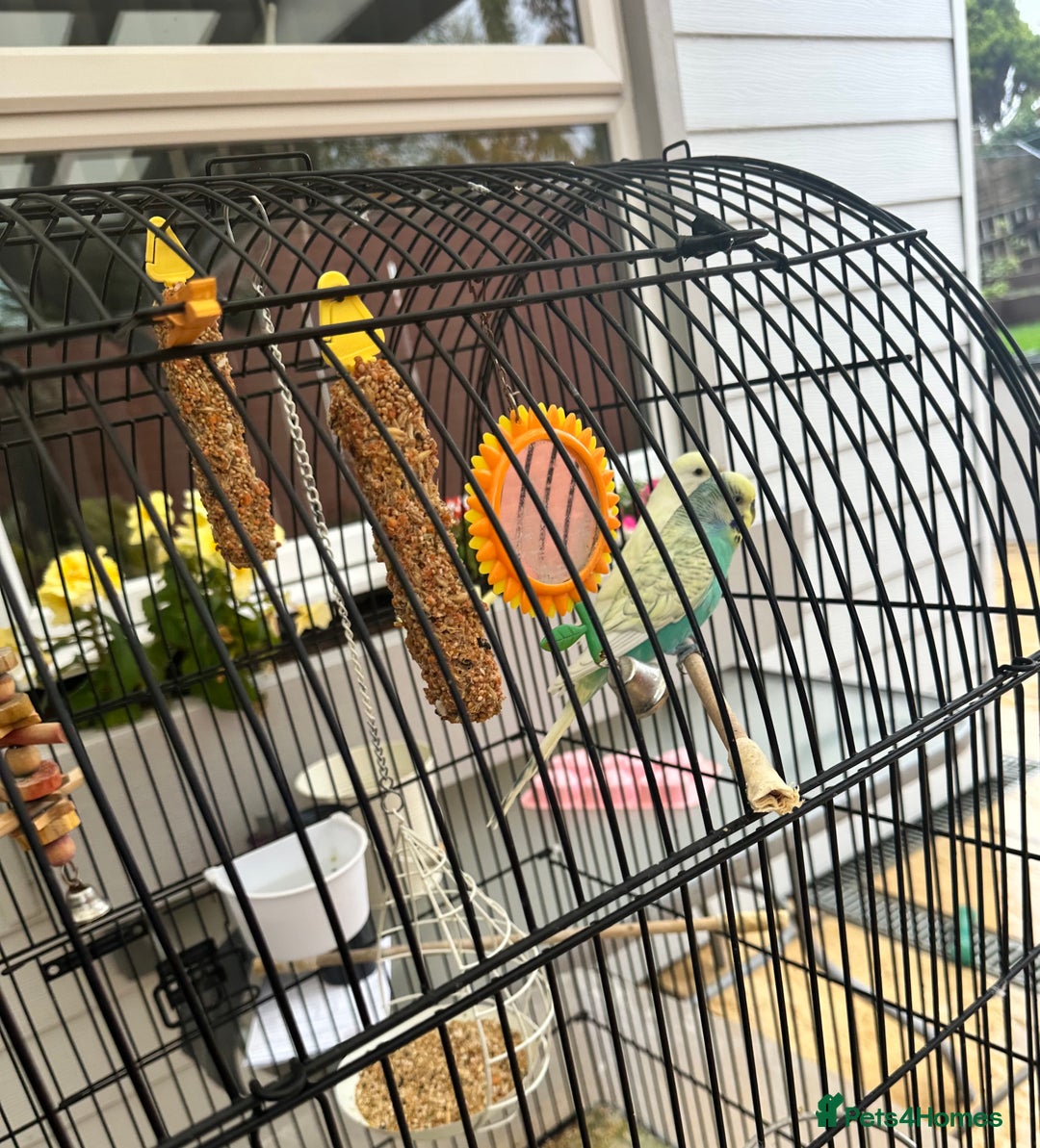 Budgerigars birds for sale: Lovely budgies  - Image 4