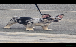 French Bulldog dogs for sale: FRENCHYS Kc from £2500 fluffy, Pink carriers - Image 26