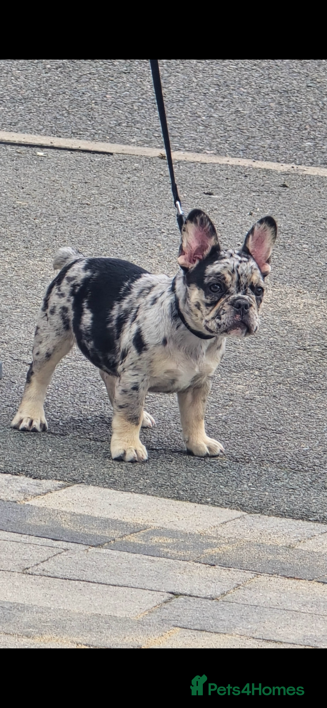 French Bulldog dogs for sale: FRENCHYS Kc from £2500 fluffy, Pink carriers - Image 26