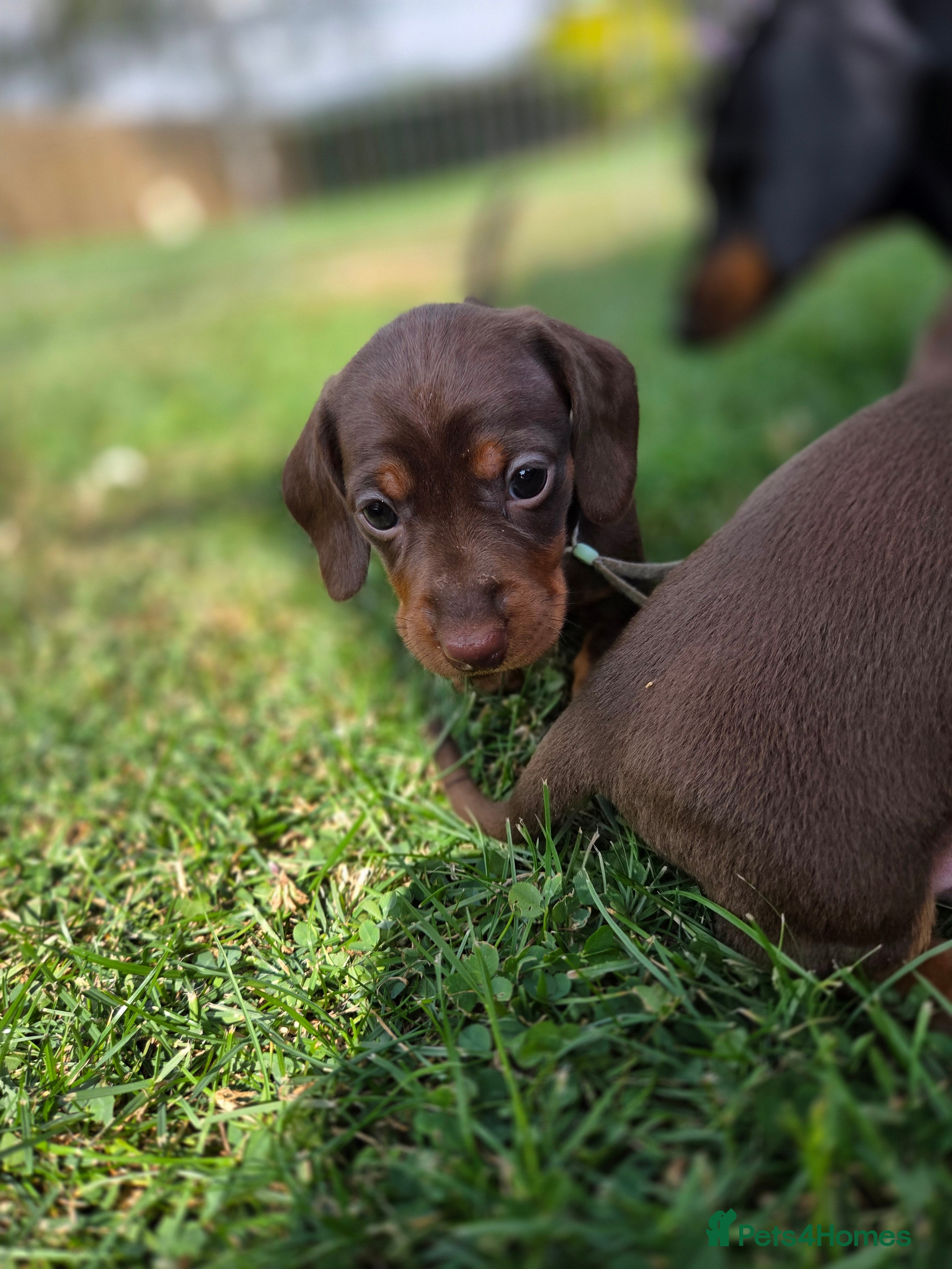 Miniature Dachshund dogs Kc reg, health tested,miniature dachshund puppies  - Advert 2