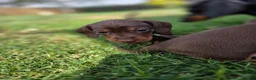 Miniature Dachshund dogs for sale: Kc reg, health tested,miniature dachshund puppies  - Advert 2