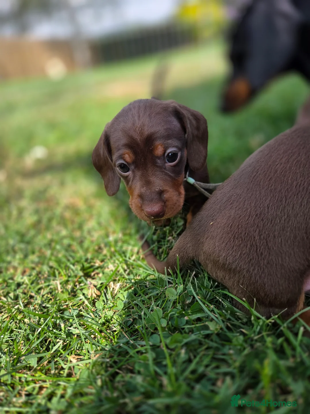 Miniature Dachshund dogs for sale: Kc reg, health tested,miniature dachshund puppies  - Advert 2