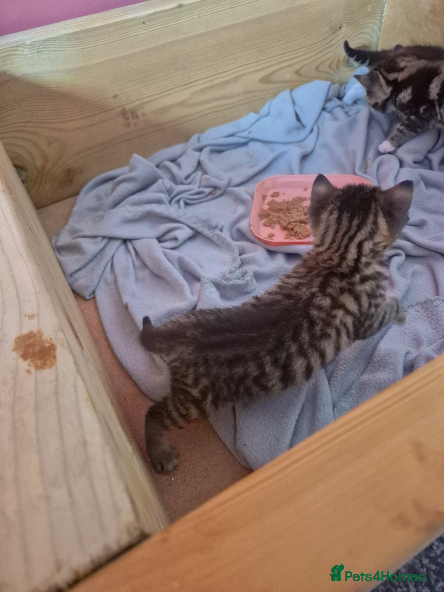 Domestic Shorthair Kitten 3