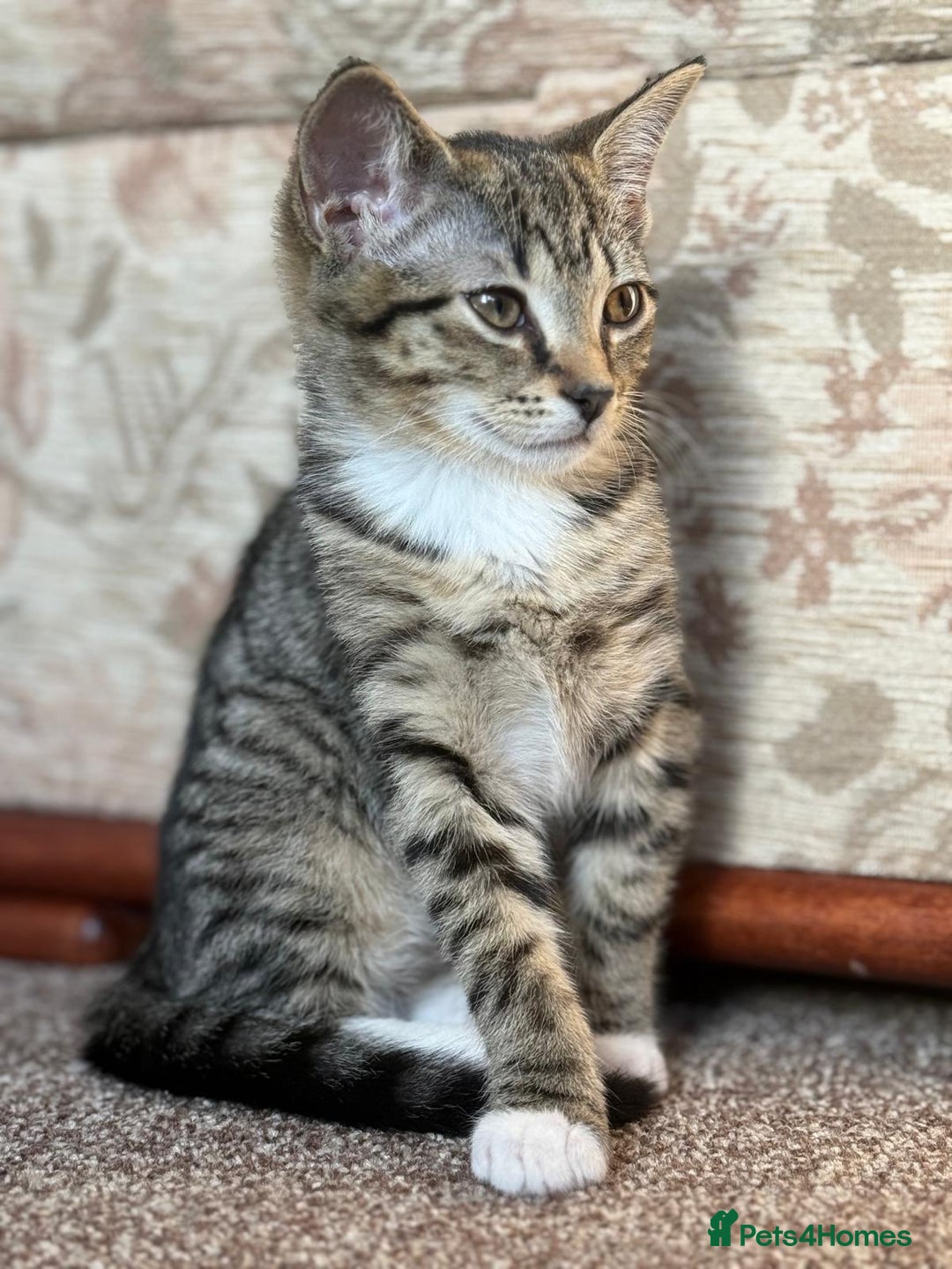 Domestic Shorthair cats for sale: brother and sister  - Image 7