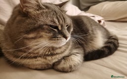 British Shorthair cats for sale: 4-Year-Old Female Cat, Neutered & Microchipped - Image 5