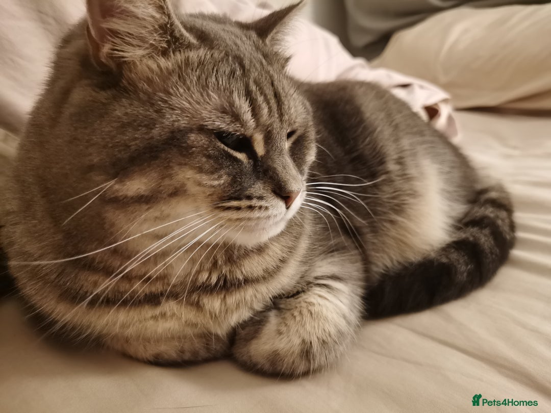 British Shorthair cats for sale: 4-Year-Old Female Cat, Neutered & Microchipped - Image 5